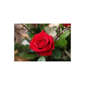 A Single Red Rose wrapped Luxuriously with Foliage and water