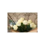 6-IVORY-ROSES