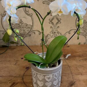 Heart-Shaped Phalonopsis Orchid