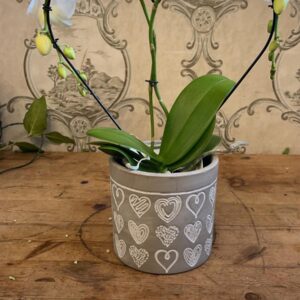 Heart-Shaped Phalonopsis Orchid