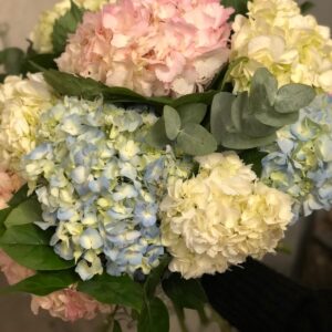 Hydrangea Happiness