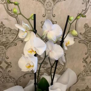 Xl Cymbidium Orchid