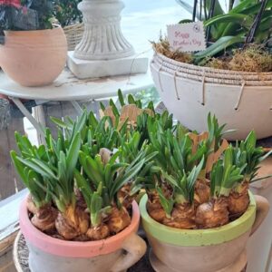 Daffodil cup planter