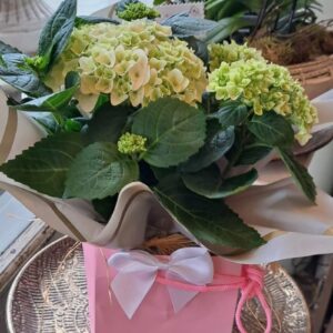 Hydrangea plant in a bag