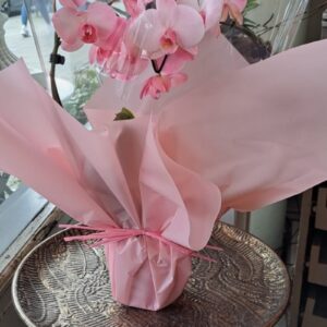 Heart Phalonopsis Orchid